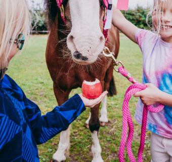 Meet Mac the Pink Lady® pony and his girl gang