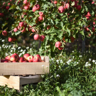 Pink Lady Orchard Apple Harvest 33