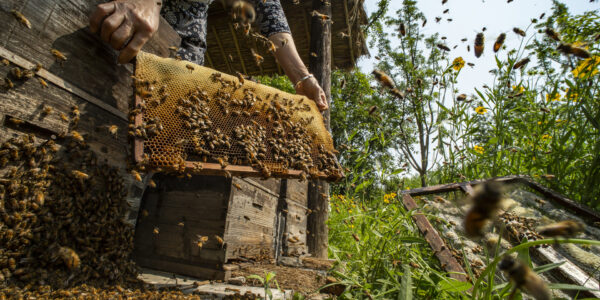 9 Food in the Field Xiaodong Sun When the Hive is Filled Lo Res